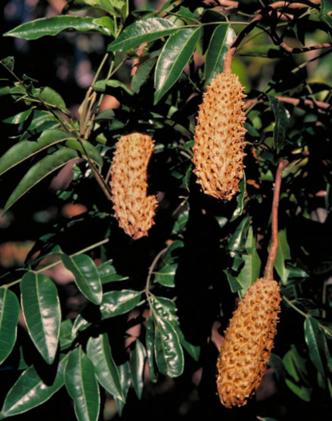 Flindersia Acuminata Silver Silkwood Tube Stock Tree Arbor Supplies