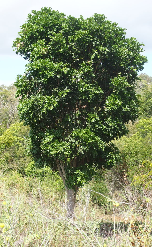 Cupaniopsis anacardioides (Tuckeroo) - Tree Lopper Cairns