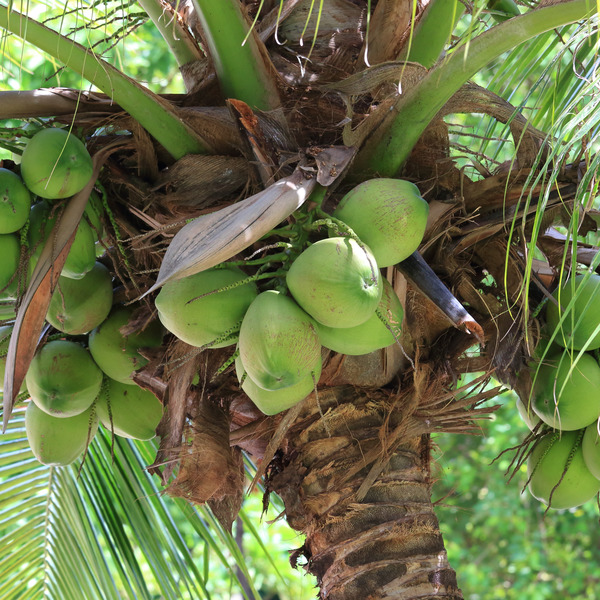 Cocos nucifera (Coconut) 400 pot - Tree & Arbor Supplies