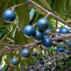 Elaeocarpus grandis (Blue quandong) - Tube stock - Image 5