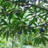 Elaeocarpus grandis (Blue quandong) - Tube stock - Image 7