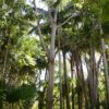 Elaeocarpus grandis (Blue quandong) - Tube stock - Image 4