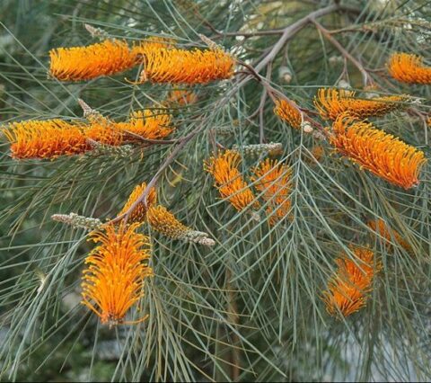 Grevillea pteridifolia (Golden Grevillea/Golden Toothbrush) - Tube ...