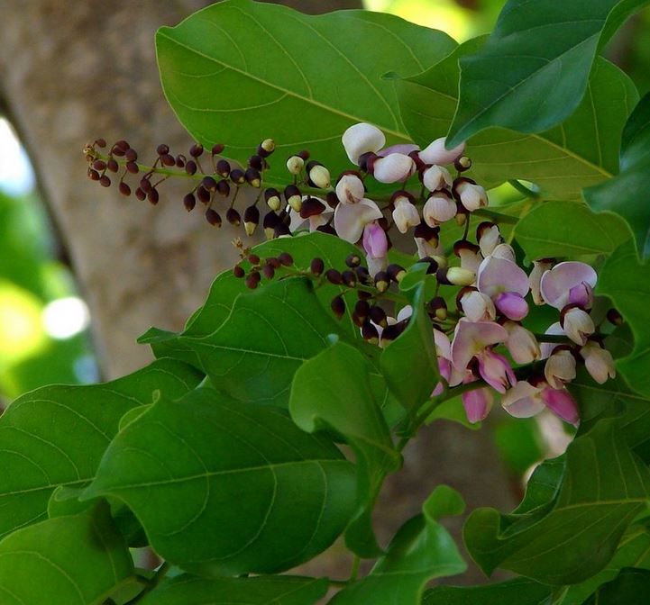 Millettia pinnata ( Indian Beech / Pongam ) - Tube Stock - Tree & Arbor ...