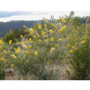 Grevillea sandra gordon