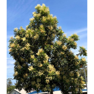 Darlingia darlingiana (Brown Silky Oak) – Tube stock