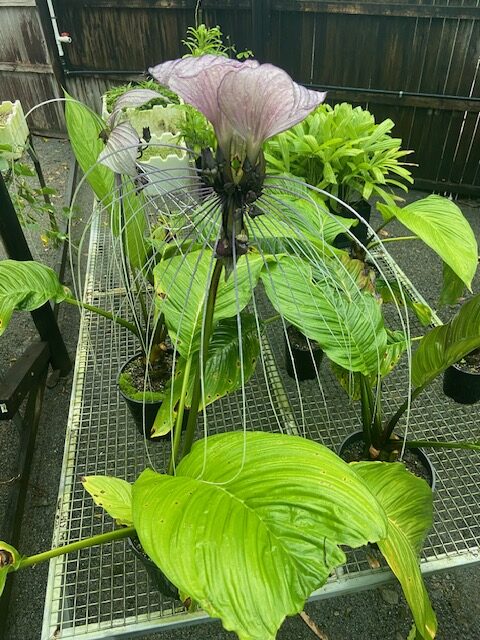 Tacca Chantrieri (Black Bat Flower)