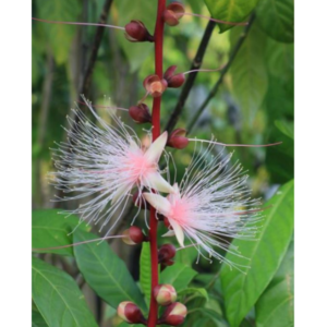 Barringtonia racemosa (Freshwater Mangrove/Common Putat) - Tube Stock
