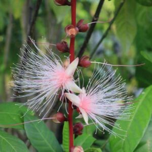 Barringtonia racemosa (Freshwater Mangrove/Common Putat)