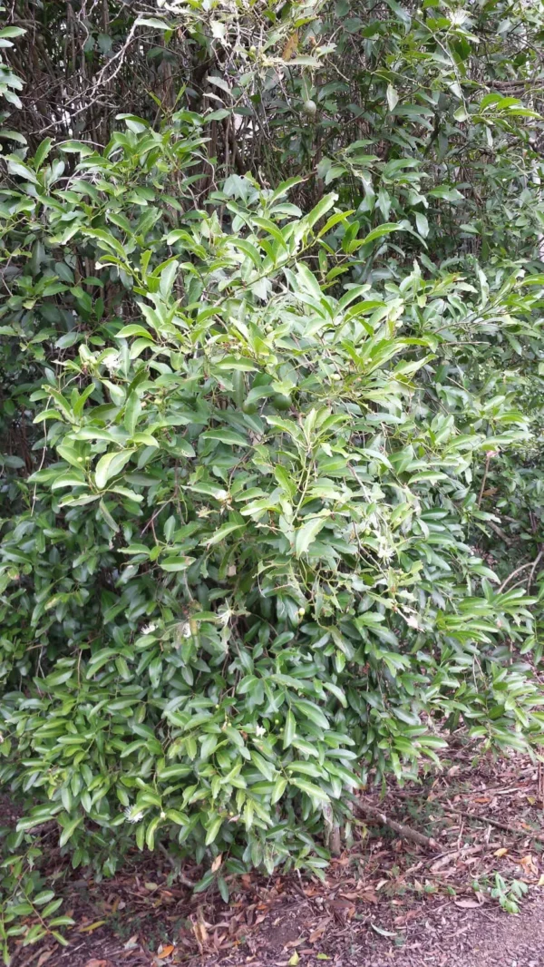 Capparis arborea (Native Pomegranate)