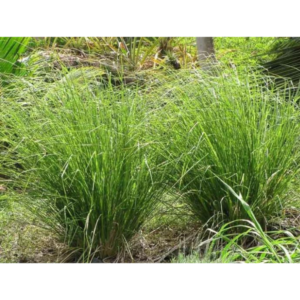 Chrysopogon zizanioides (Vetiver Grass) - Tube Stock