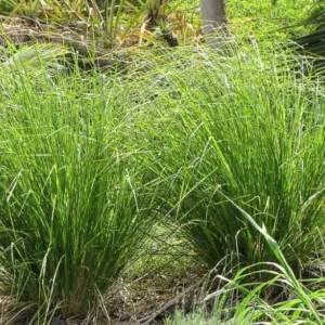 Chrysopogon zizanioides (Vetiver Grass)