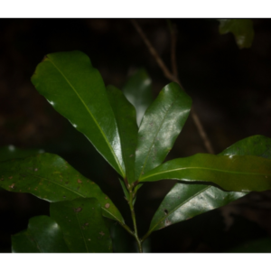 Beilschmiedia obtusifolia (Blush Walnut) - Tube Stock