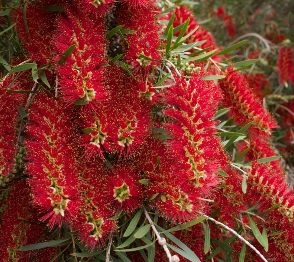 callistemon-viminalis-weeping-bottlebrush-tube-stock-tree-arbor