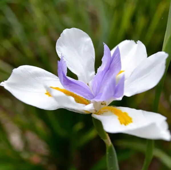 Dietes grandiflora (Fairy Iris) - Tube Stock