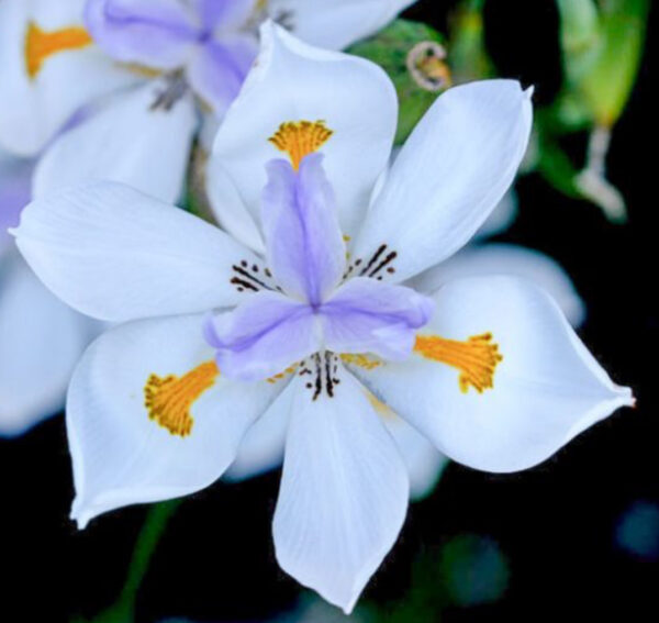 Dietes grandiflora (Fairy Iris) - Tube Stock