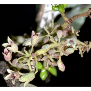 Heritiera littoralis (Looking-Glass Mangrove) - Tube Stock