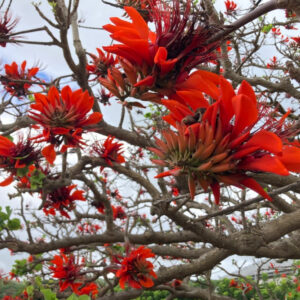 Erythrina variegata (Indian Coral Tree) - Tube Stock