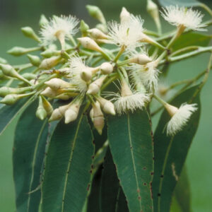 Eucalyptus pellita (Large-fruited Red Mahogany) - Tube Stock