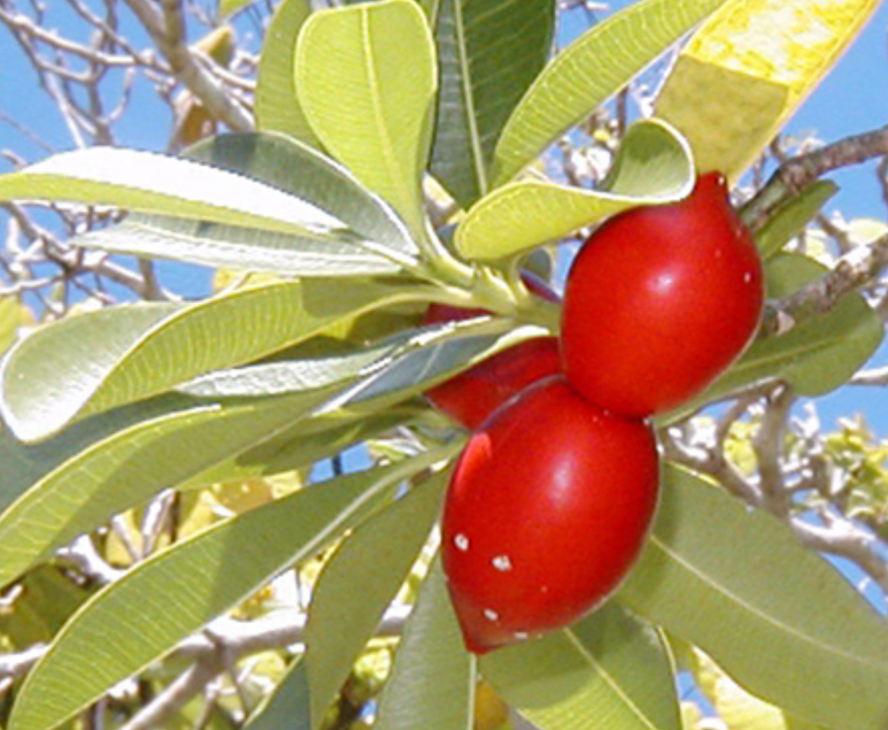 Ochrosia elliptica (Bloodhorn) - Tube Stock - Tree & Arbor Supplies