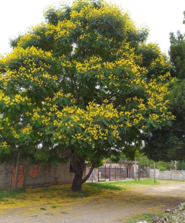 Peltophorum pterocarpum (Yellow Flame Tree) - Tube Stock