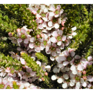 Leptospermum liversidgei (Mozzie Blocker) - Tube Stock