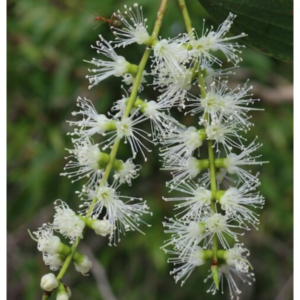 Melaleuca dealbata (Blue Paperbark) - Tube Stock