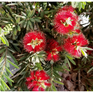 Melaleuca viminalis var - Tube Stock