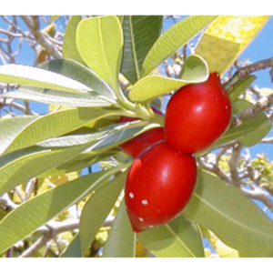 Ochrosia elliptica (Bloodhorn) - Tube Stock