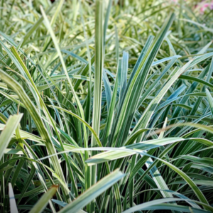 Ophiopogon japonicus' Variegata' - Tube Stock