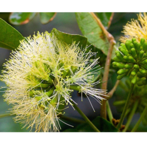 Parachidendron pruinosum (Snow Wood) - Tube Stock