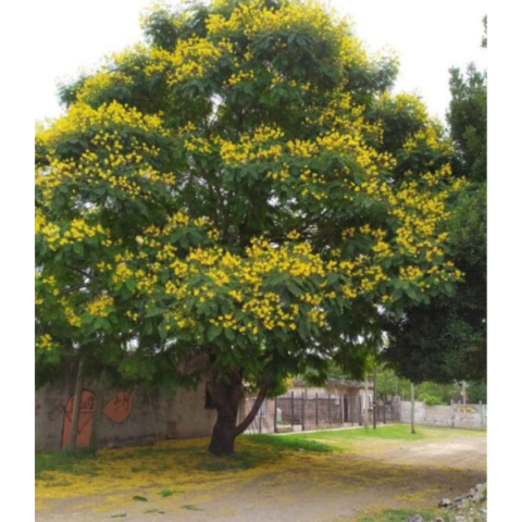 Peltophorum pterocarpum (Yellow Flame Tree) - Tube Stock - Tree & Arbor ...