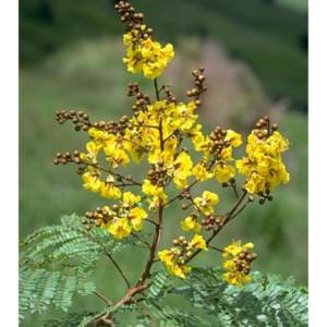 Peltophorum pterocarpum (Yellow Flame Tree) - Tube Stock