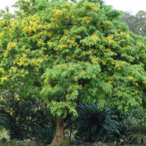 Pterocarpus indicus (Burmese Rosewood) - Tube Stock
