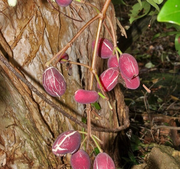 Syzygium branderhorstii (Lockerbie Satinash) — Tube Stock