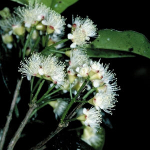 Syzygium trachyphloium (Rough-barked Satinash) - Tube Stock