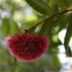 Syzygium wilsonii subsp. wilsonii (Powderpuff Lilypilly) - Tube Stock