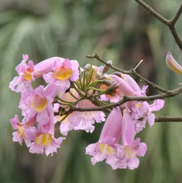 Tabebuia pallida (Pink Trumpet Tree) - Tube Stock