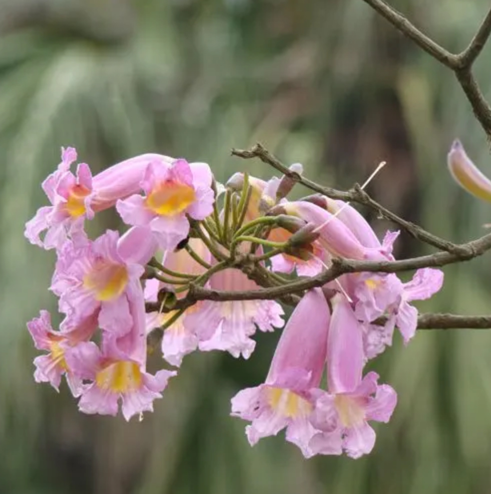 Tabebuia pallida (Pink Trumpet Tree) - Tube Stock - Tree & Arbor Supplies