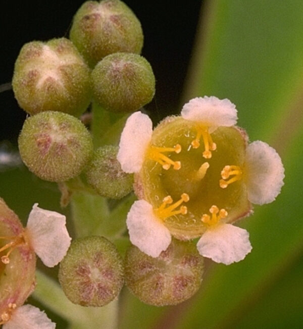 Tristaniopsis exiliflora (River Gum) - Tube Stock