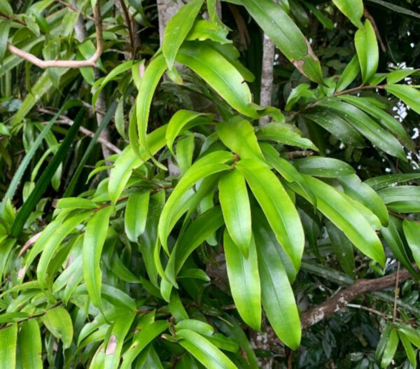 Podocarpus dispermus (Broad-leaved Brown Pine) - Tube Stock