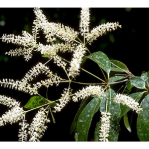 Lasjia whelanii (Whelan's Silky Oak) - Tube Stock