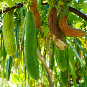 Luffa (Loofah Sponge Plant) - Tube Stock