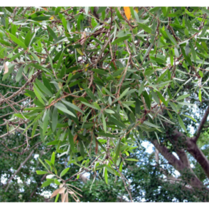 Melaleuca leucadendra * Broadleaf* - Tube Stock