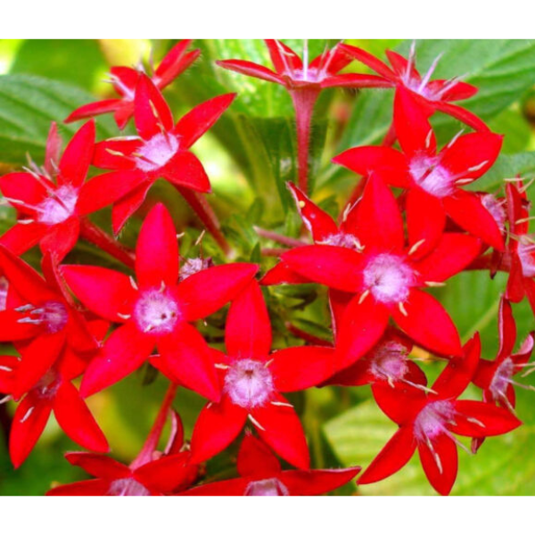 Pentas lanceolata 'Red' (Egyptian Star) - Tube Stock - Tree & Arbor ...