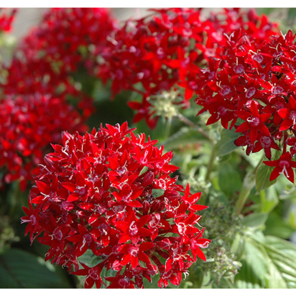 Pentas lanceolata 'Red' (Egyptian Star) - Tube Stock - Tree & Arbor ...