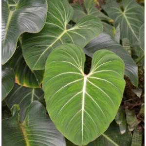 Philodendron gloriosum (Velvet Philodendron) - Tube Stock