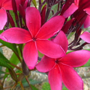 Plumeria Rubra Sunset Dreamer - Tube Stock