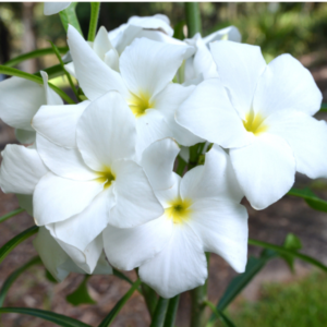 Plumeria pudica (Evergreen Frangipani) - Tube Stock