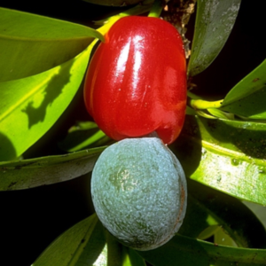 Podocarpus dispermus (Broad-leaved Brown Pine) - Tube Stock